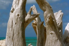 Oak Tree Driftwood