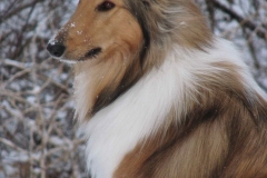 Rough Collie 1